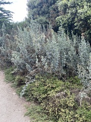 Atriplex lentiformis