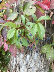 Parthenocissus