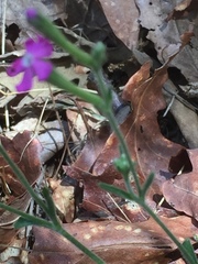 Silene scabriflora
