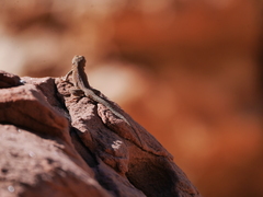 Uta stansburiana uniformis