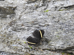 Abisara fylla