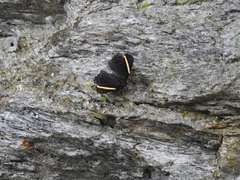Abisara fylla