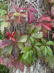 Parthenocissus