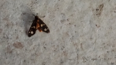 Dysauxes famula