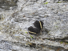 Abisara fylla