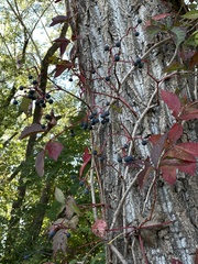 Parthenocissus