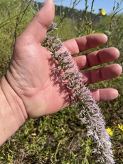 Liatris hesperelegans
