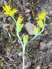 Petrosedum amplexicaule