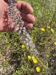 Liatris hesperelegans