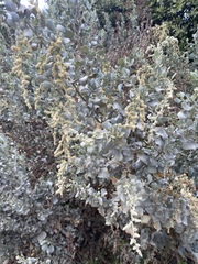 Atriplex lentiformis