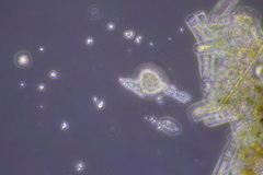 Cochliopodium