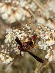 Euodynerus crypticus