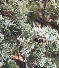 Leptoglossus clypealis