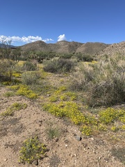 Pectis papposa papposa