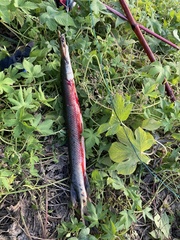 Lepisosteus platostomus