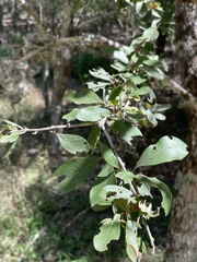 Sideroxylon lanuginosum