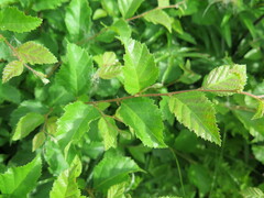 Betula fruticosa