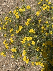 Pectis papposa papposa