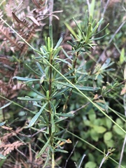 Hypericum densiflorum