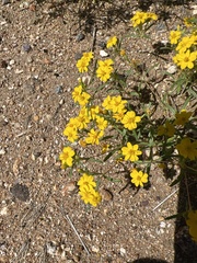 Pectis papposa papposa