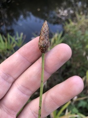 Xyris ambigua