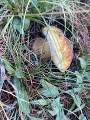 Boletus edulis grandedulis