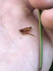 Xyris ambigua