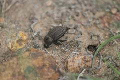 Pelecyphorus fallax