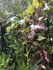 Platanthera blephariglottis
