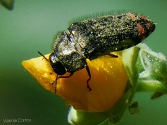 Acmaeodera flavomarginata