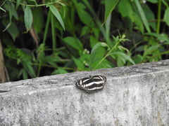 Limenitidinae