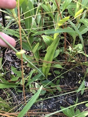 Platanthera blephariglottis