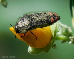 Acmaeodera flavomarginata