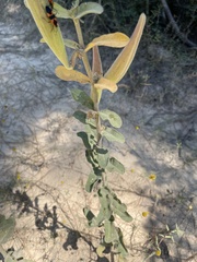 Asclepias obovata