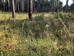 Carphephorus tomentosus