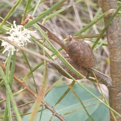 Hakea ulicina