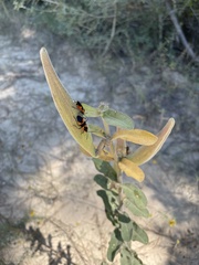 Asclepias obovata
