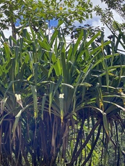 Pandanus