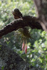 Tillandsia erubescens