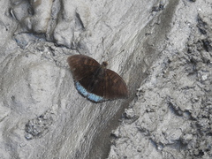 Tanaecia julii