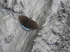 Tanaecia julii