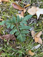 Sceptridium dissectum