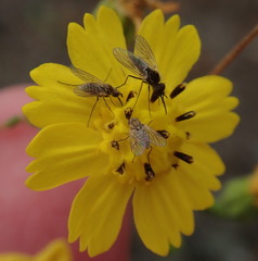 Deinandra paniculata