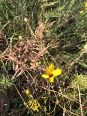 Agalinis obtusifolia