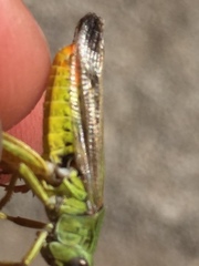 Chorthippus apicalis