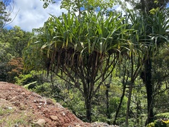 Pandanus
