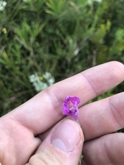 Agalinis obtusifolia