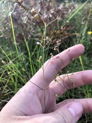 Agalinis obtusifolia