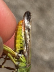 Chorthippus apicalis