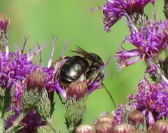 Melissodes denticulatus